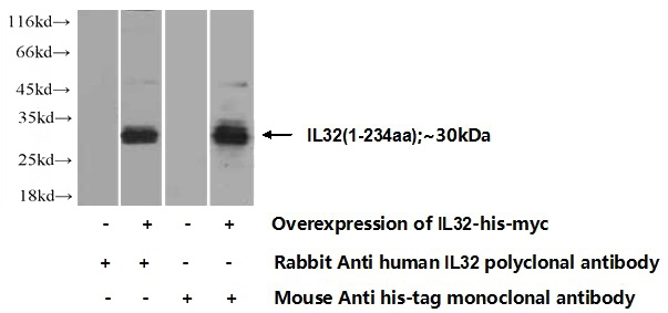 Transfected HEK-293 cells were subjected to SDS PAGE followed by western blot with Catalog No:111737(IL32 Antibody) at dilution of 1:1000