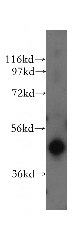 mouse testis tissue were subjected to SDS PAGE followed by western blot with Catalog No:112055(KIN antibody) at dilution of 1:500