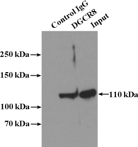 IP Result of anti-DGCR8 (IP:Catalog No:109906, 4ug; Detection:Catalog No:109906 1:600) with A431 cells lysate 2800ug.