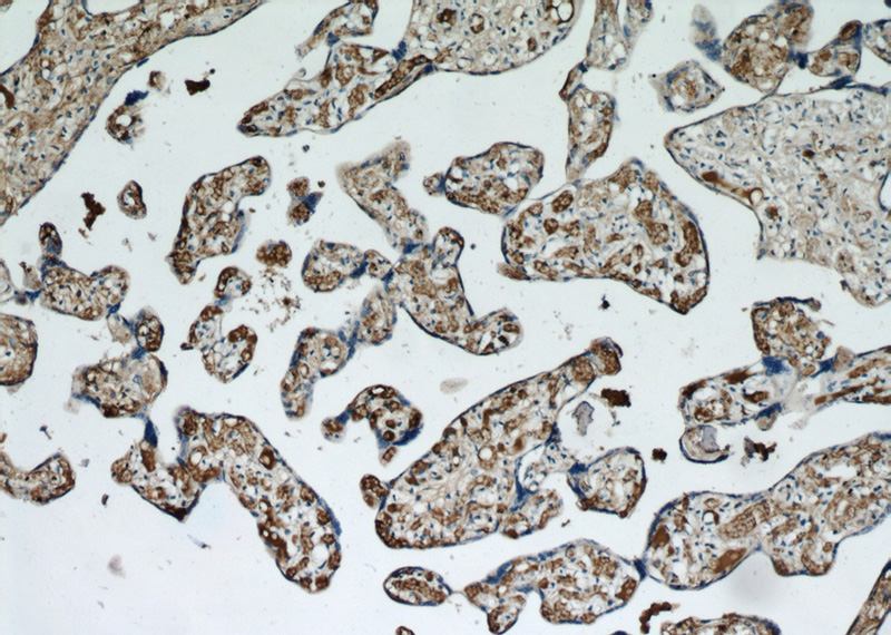 Immunohistochemical of paraffin-embedded human placenta using Catalog No:114181(PZP antibody) at dilution of 1:50 (under 10x lens)