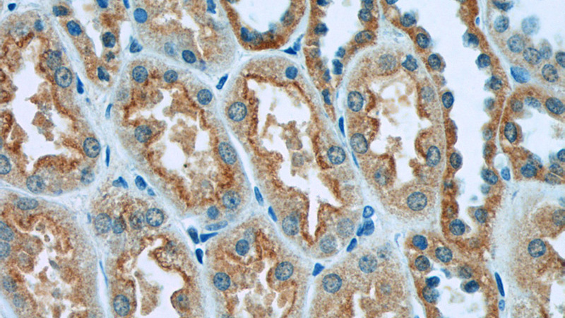 Immunohistochemistry of paraffin-embedded human kidney tissue slide using Catalog No:110947(GFM1 Antibody) at dilution of 1:50 (under 40x lens)