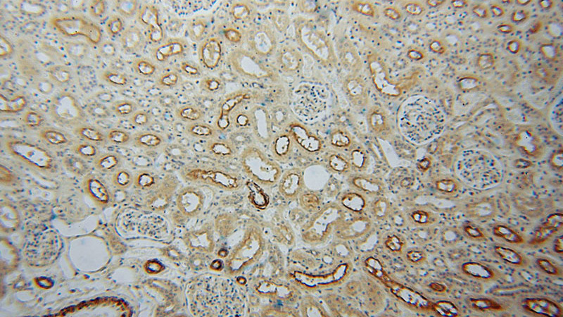 Immunohistochemical of paraffin-embedded human kidney using Catalog No:112117(KPTN antibody) at dilution of 1:100 (under 10x lens)