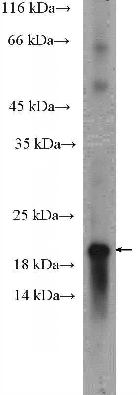 mouse brain tissue were subjected to SDS PAGE followed by western blot with Catalog No:113348(OMP Antibody) at dilution of 1:300