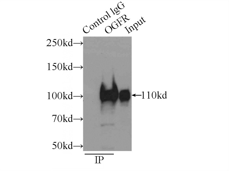 IP Result of anti-OGFR (IP:Catalog No:113334, 5ug; Detection:Catalog No:113334 1:500) with COLO 320 cells lysate 1200ug.