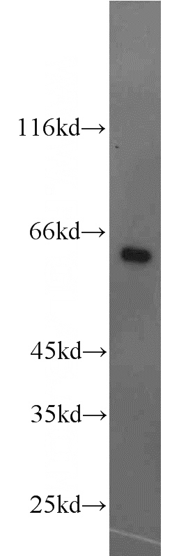 HepG2 cells were subjected to SDS PAGE followed by western blot with Catalog No:113152(NFIL3 antibody) at dilution of 1:1000