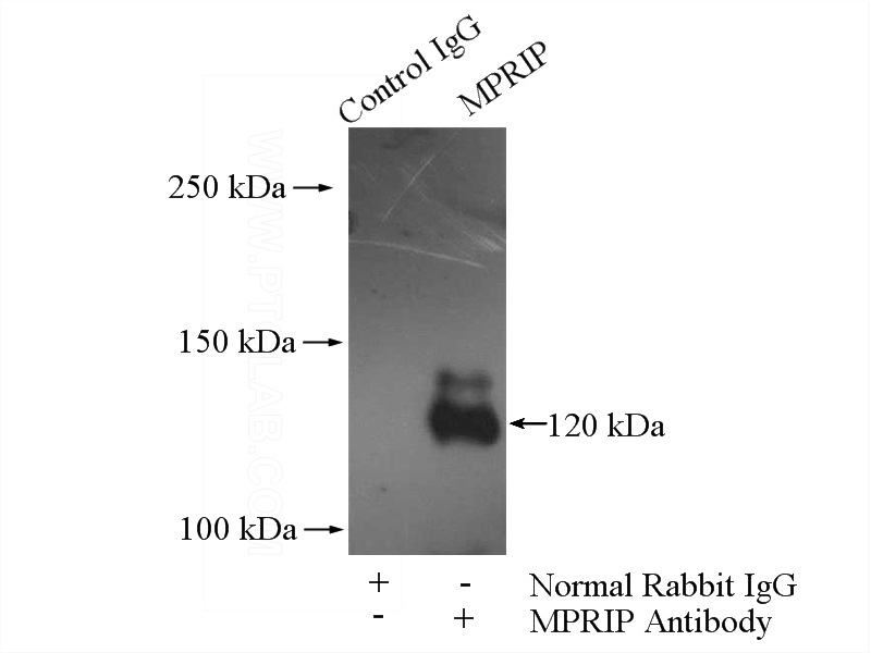 IP Result of anti-MPRIP (IP:Catalog No:112756, 4ug; Detection:Catalog No:112756 1:500) with SKOV-3 cells lysate 2000ug.