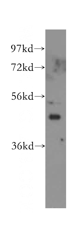 PC-3 cells were subjected to SDS PAGE followed by western blot with Catalog No:111800(INHBA-Specific antibody) at dilution of 1:300