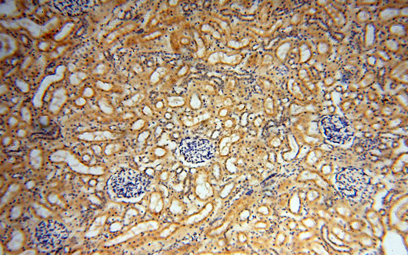 Immunohistochemical of paraffin-embedded human kidney using Catalog No:112894(MUL1 antibody) at dilution of 1:50 (under 10x lens)