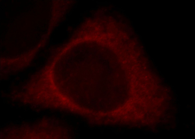 Immunofluorescent analysis of HepG2 cells, using SMN2 antibody Catalog No:115392 at 1:25 dilution and Rhodamine-labeled goat anti-rabbit IgG (red).