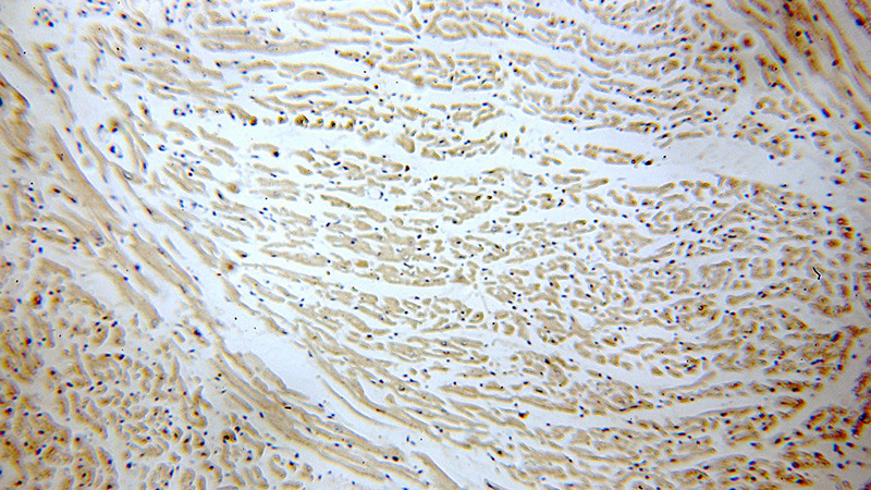 Immunohistochemical of paraffin-embedded human heart using Catalog No:112969(MYL7 antibody) at dilution of 1:100 (under 10x lens)