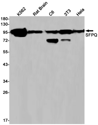 Western blot detection of SFPQ in K562,Rat Brain,C6,3T3,Hela cell lysates using SFPQ Rabbit pAb(1:1000 diluted).Predicted band size:76kDa.Observed band size:100kDa.