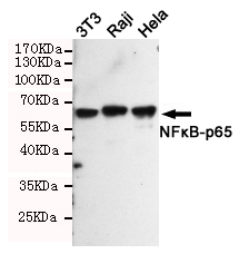 Western blot analysis of extracts from Hela,Raji and 3T3 cells using NFκB-p65 (Ab-311) rabbit pAb (1:1000 diluted).Predicted band size:65KDa.Observed band size:65KDa.