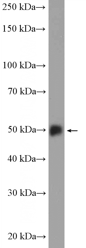 fetal human brain tissue were subjected to SDS PAGE followed by western blot with Catalog No:114113(PPP3CC Antibody) at dilution of 1:1000