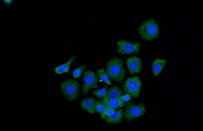 Immunofluorescent analysis of MCF-7 cells using Catalog No:114521(RDX Antibody) at dilution of 1:50 and Alexa Fluor 488-congugated AffiniPure Goat Anti-Rabbit IgG(H+L)