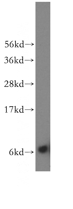 HepG2 cells were subjected to SDS PAGE followed by western blot with Catalog No:114842(RPS29 antibody) at dilution of 1:500