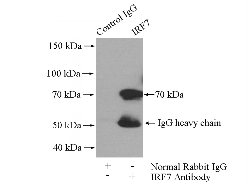 IP Result of anti-IRF7 (IP:Catalog No:111839, 4ug; Detection:Catalog No:111839 1:600) with HEK-293 cells lysate 3200ug.