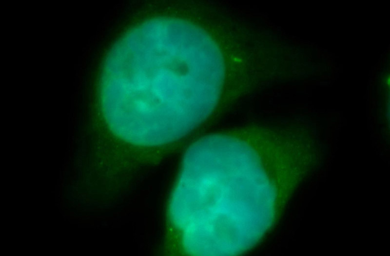 Immunofluorescent analysis of SH-SY5Y cells, using EIF3E antibody Catalog No:110193 at 1:50 dilution and FITC-labeled donkey anti-rabbit IgG(green). Blue pseudocolor = DAPI (fluorescent DNA dye).