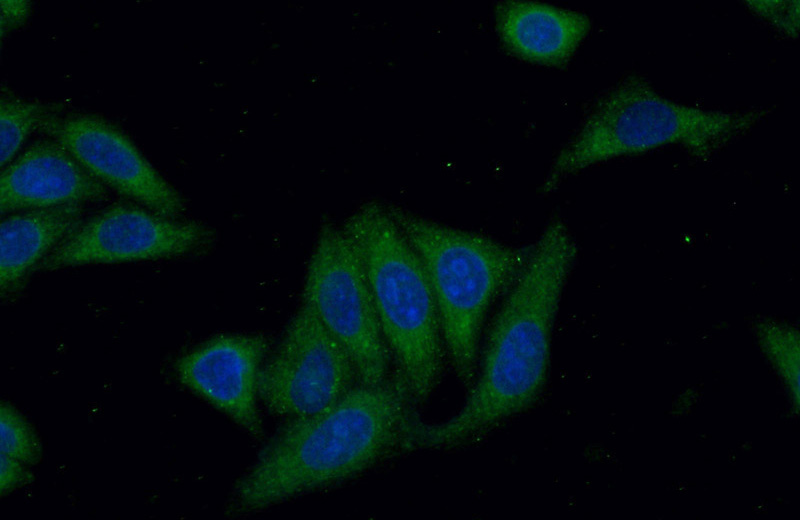 Immunofluorescent analysis of (-20oc Ethanol) fixed HepG2 cells using Catalog No:108079(ANKRD53 Antibody) at dilution of 1:50 and Alexa Fluor 488-congugated AffiniPure Goat Anti-Rabbit IgG(H+L)
