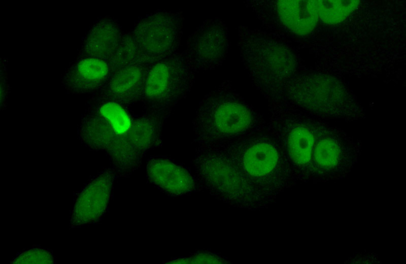 Immunofluorescent analysis of (10% Formaldehyde) fixed MCF-7 cells using Catalog No:113540(P21;CDKN1A Antibody) at dilution of 1:50 and Alexa Fluor 488-congugated AffiniPure Goat Anti-Rabbit IgG(H+L)
