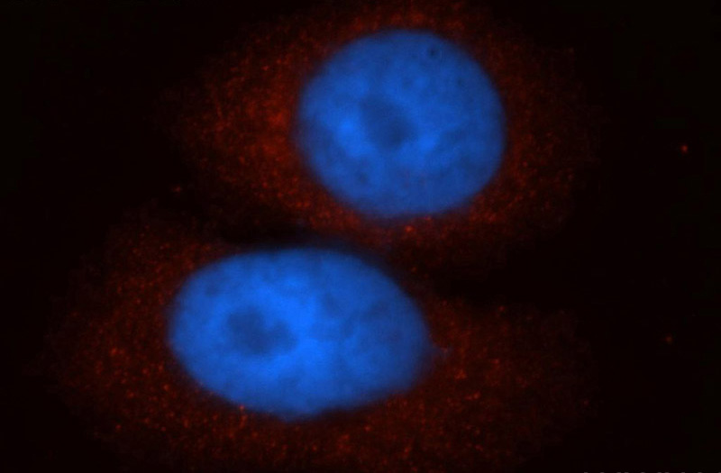 Immunofluorescent analysis of HepG2 cells, using CTNNA3 antibody Catalog No:109725 at 1:50 dilution and Rhodamine-labeled goat anti-rabbit IgG (red). Blue pseudocolor = DAPI (fluorescent DNA dye).