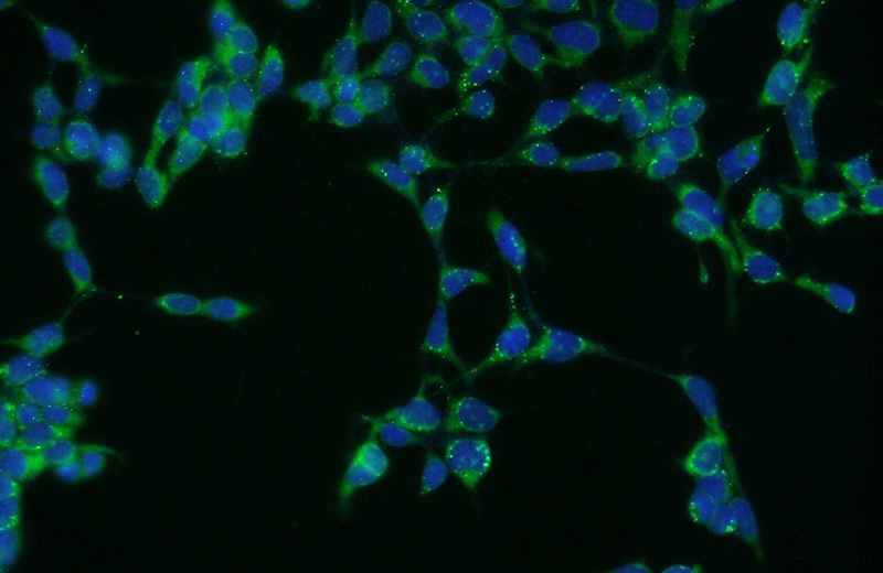 Immunofluorescent analysis of HEK-293 cells using Catalog No:109315(CILP2 Antibody) at dilution of 1:50 and Alexa Fluor 488-congugated AffiniPure Goat Anti-Rabbit IgG(H+L)