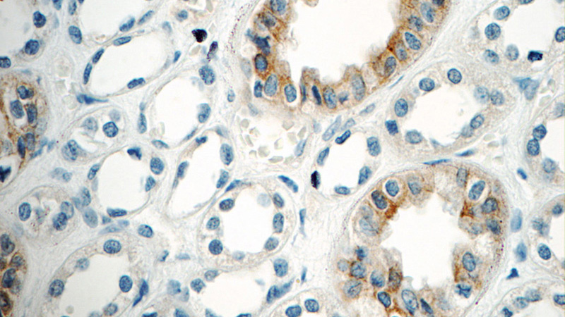 Immunohistochemistry of paraffin-embedded human kidney tissue slide using Catalog No:111125(GPR3 Antibody) at dilution of 1:50 (under 40x lens)