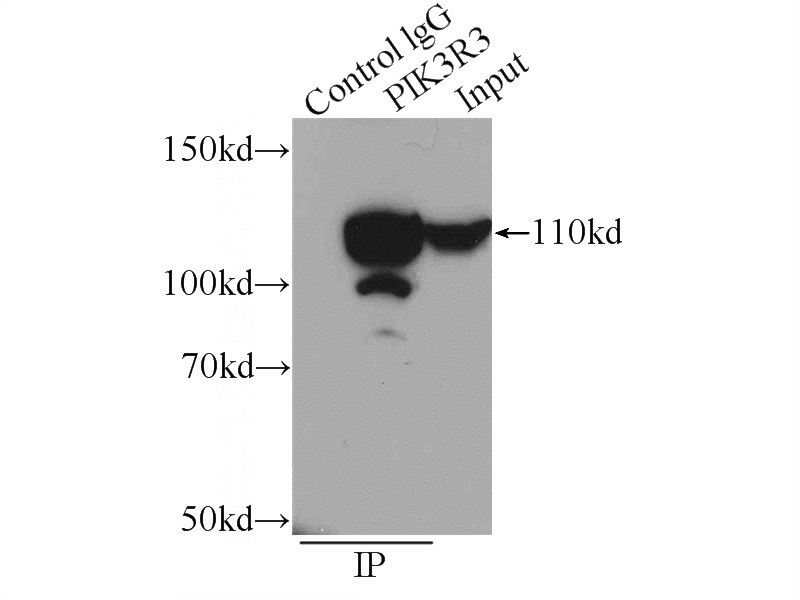 IP Result of anti-PIK3R3 (IP:Catalog No:113874, 5ug; Detection:Catalog No:113874 1:800) with mouse testis tissue lysate 4800ug.