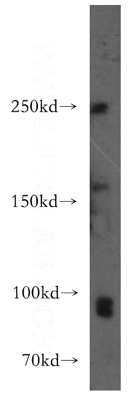 HT-1080 cells were subjected to SDS PAGE followed by western blot with Catalog No:115983(TAF1C antibody) at dilution of 1:300