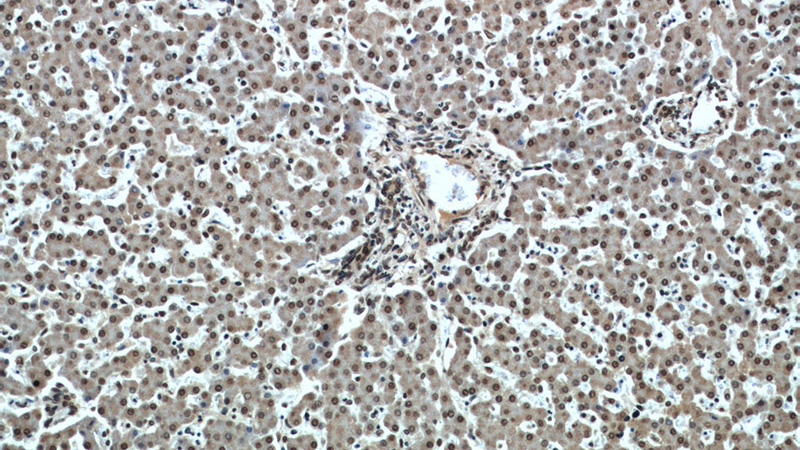 Immunohistochemical of paraffin-embedded human liver using Catalog No:115186(SH3BGRL2 antibody) at dilution of 1:50 (under 10x lens)