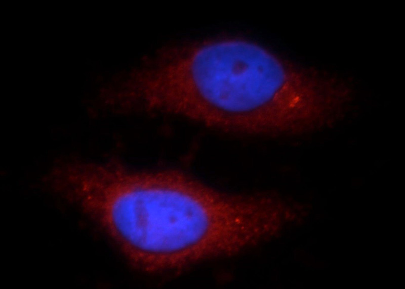 Immunofluorescent analysis of HepG2 cells, using TTC39A antibody Catalog No:116384 at 1:25 dilution and Rhodamine-labeled goat anti-rabbit IgG (red). Blue pseudocolor = DAPI (fluorescent DNA dye).