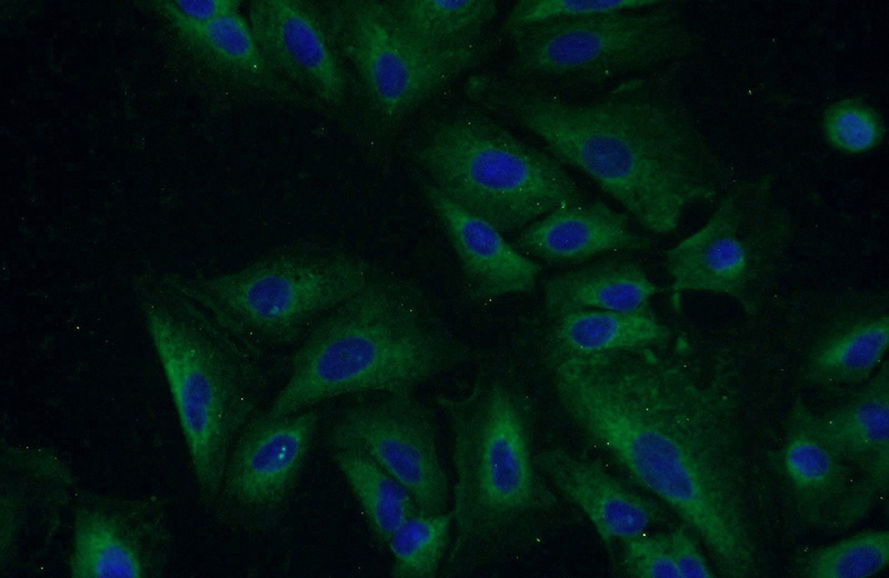 Immunofluorescent analysis of A549 cells using Catalog No:111183(GSTCD Antibody) at dilution of 1:50 and Alexa Fluor 488-congugated AffiniPure Goat Anti-Rabbit IgG(H+L)