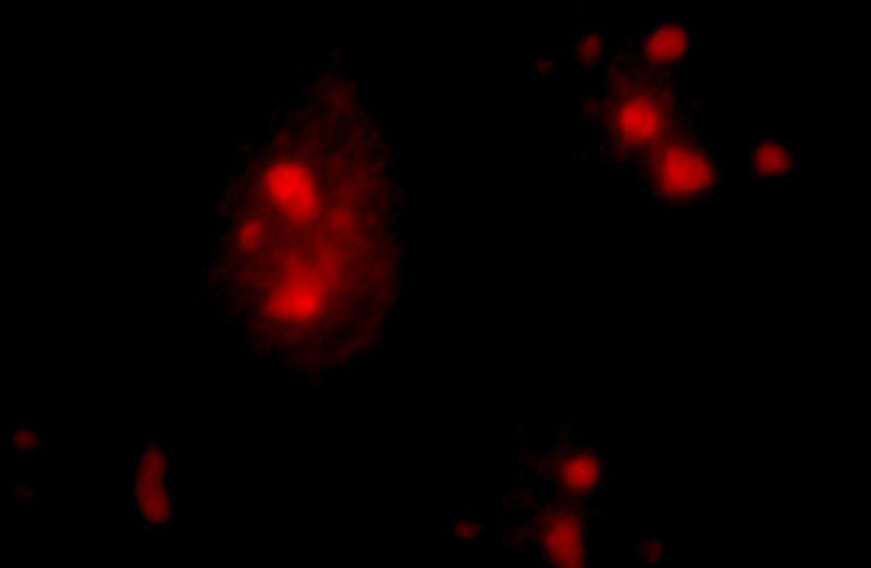Immunofluorescent analysis of Hela cells, using SPIN1 antibody Catalog No:115571 at 1:25 dilution and Rhodamine-labeled goat anti-rabbit IgG (red).