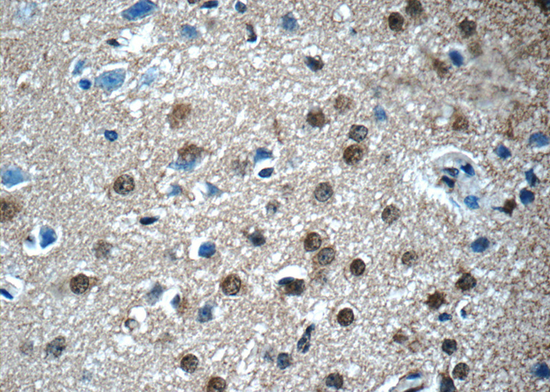 Immunohistochemistry of paraffin-embedded mouse brain tissue slide using Catalog No:113116(NET1 Antibody) at dilution of 1:50 (under 40x lens)