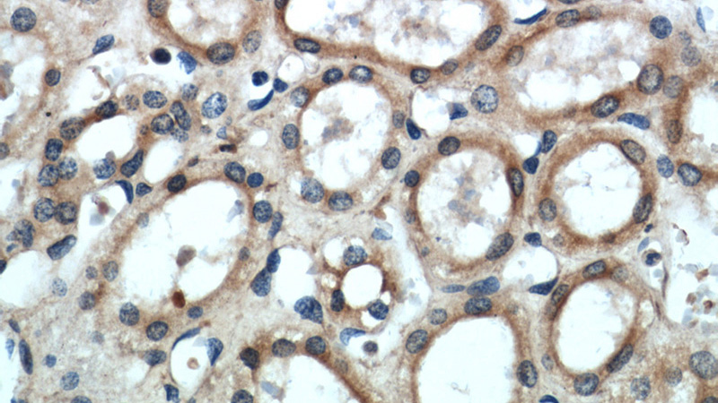 Immunohistochemical of paraffin-embedded human kidney using Catalog No:116576(Uroguanylin antibody) at dilution of 1:50 (under 40x lens)
