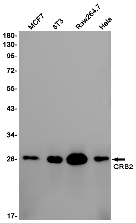 Western blot detection of GRB2 in MCF7,3T3,Raw264.7,Hela cell lysates using GRB2 Rabbit pAb(1:1000 diluted).Predicted band size:25KDa.Observed band size:25KDa.