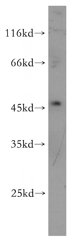 HepG2 cells were subjected to SDS PAGE followed by western blot with Catalog No:115774(SYT13 antibody) at dilution of 1:500