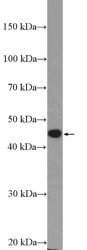 HEK-293 cells were subjected to SDS PAGE followed by western blot with Catalog No:108058(ANGPTL4 Antibody) at dilution of 1:600