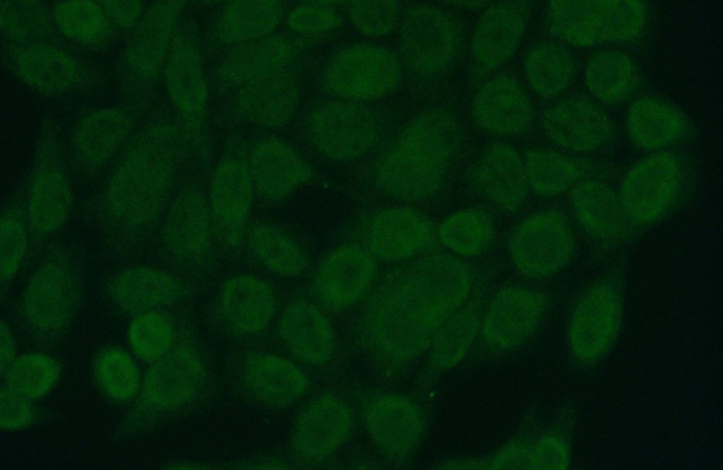 Immunofluorescent analysis of (10% Formaldehyde) fixed HeLa cells using Catalog No:109251(CENPC1 Antibody) at dilution of 1:50 and Alexa Fluor 488-congugated AffiniPure Goat Anti-Rabbit IgG(H+L)