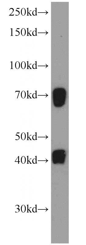 L02 cells were subjected to SDS PAGE followed by western blot with Catalog No:108623(C19orf44 antibody) at dilution of 1:600