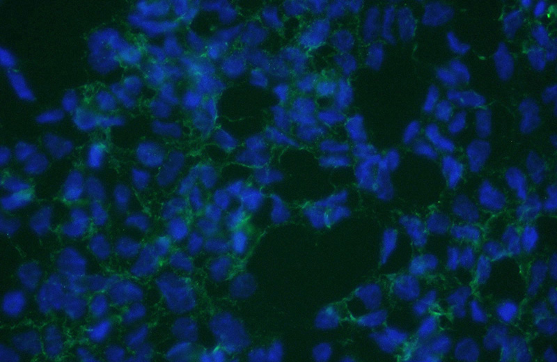 Immunofluorescent analysis of (10% Formaldehyde) fixed HEK-293 cells using Catalog No:115303(SLC13A4 Antibody) at dilution of 1:50 and Alexa Fluor 488-congugated AffiniPure Goat Anti-Rabbit IgG(H+L)