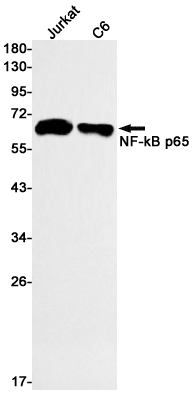 Western blot detection of NF-kB p65 in Jurkat,C6 cell lysates using NF-kB p65 Rabbit pAb(1:1000 diluted).Predicted band size:60kDa.Observed band size:65kDa.