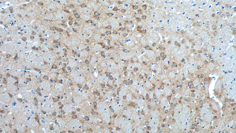 Immunohistochemistry of paraffin-embedded mouse brain tissue slide using Catalog No:113090(NECAB2 Antibody) at dilution of 1:50 (under 10x lens)