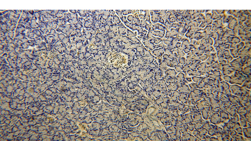 Immunohistochemical of paraffin-embedded human pancreas using Catalog No:112442(MAPKBP1 antibody) at dilution of 1:100 (under 10x lens)