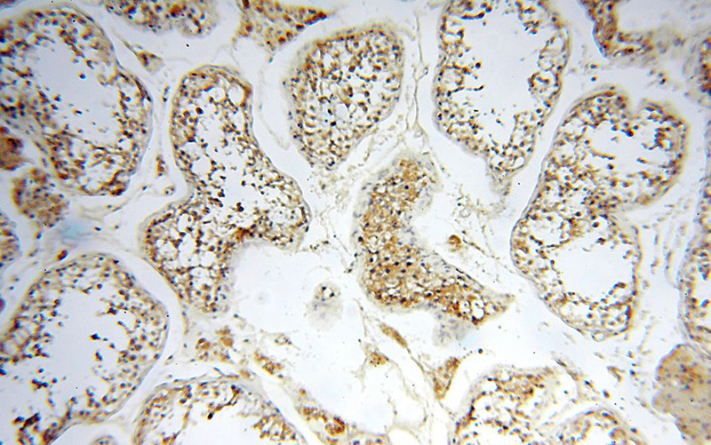 Immunohistochemical of paraffin-embedded human testis using Catalog No:110798(FUT11 antibody) at dilution of 1:100 (under 10x lens)