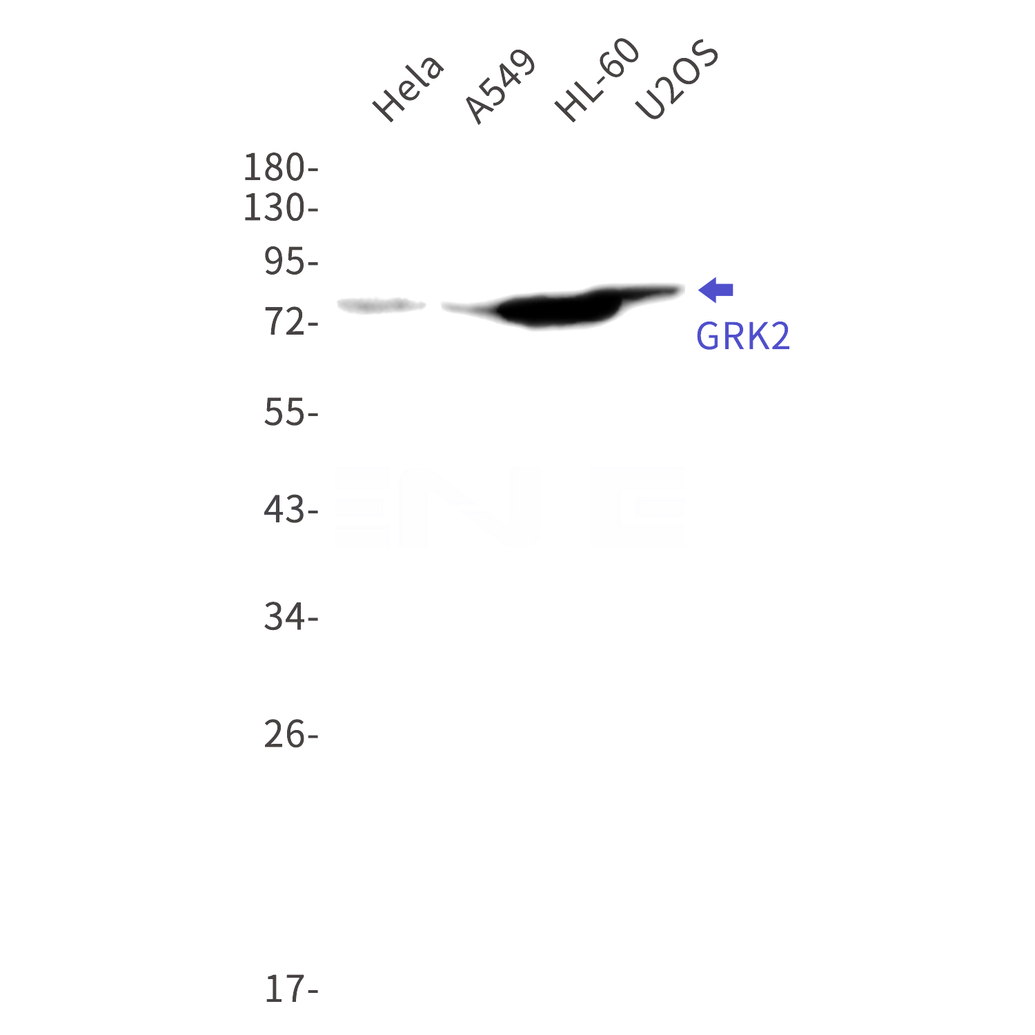 Western blot detection of  GRK2 in Hela,A549,HL-60,U2OS cell lysates using GRK2 Rabbit mAb(1:1000 diluted).Predicted band size:80kDa.Observed band size:80kDa.