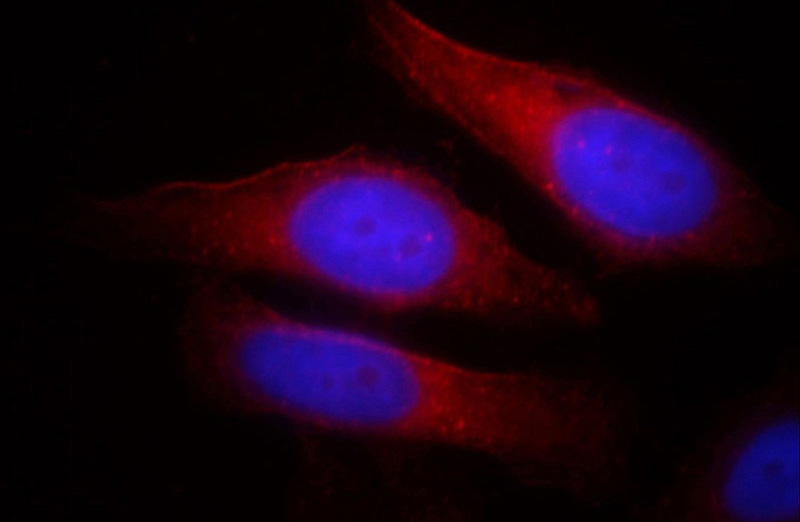 Immunofluorescent analysis of HepG2 cells, using TNKS antibody Catalog No:116147 at 1:25 dilution and Rhodamine-labeled goat anti-rabbit IgG (red). Blue pseudocolor = DAPI (fluorescent DNA dye).
