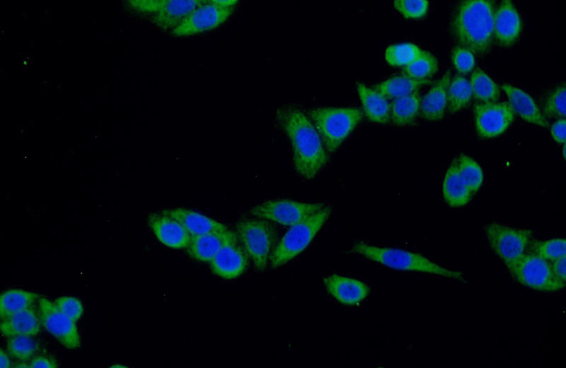 Immunofluorescent analysis of HeLa cells using Catalog No:113325(ODF2 Antibody) at dilution of 1:25 and Alexa Fluor 488-congugated AffiniPure Goat Anti-Rabbit IgG(H+L)
