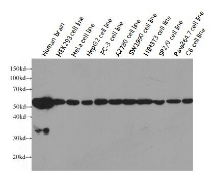 Western blot analysis of alpha-tubulin in various tissues and cell lines using Proteintech antibody HRP-60031 at a dilution of 1:5000.