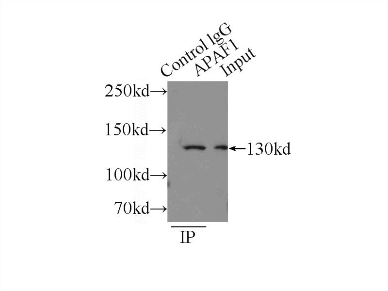IP Result of anti-APAF1 (IP:Catalog No:108128, 4ug; Detection:Catalog No:108128 1:500) with HEK-293 cells lysate 2000ug.