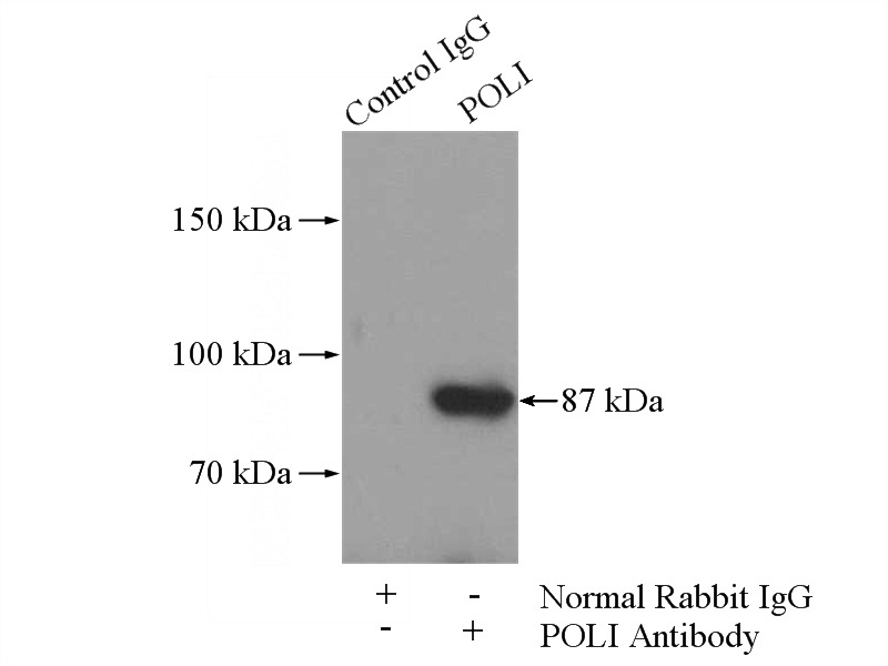 IP Result of anti-POLI (IP:Catalog No:114003, 4ug; Detection:Catalog No:114003 1:1000) with mouse testis tissue lysate 4000ug.